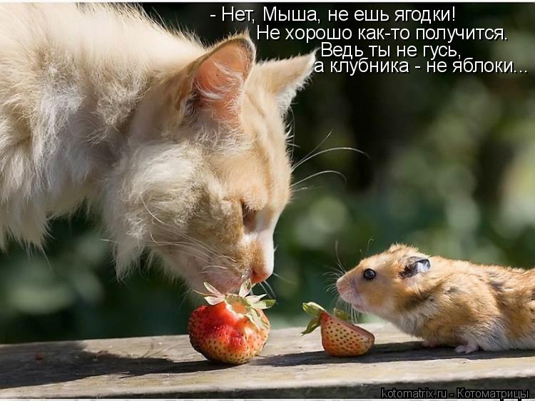 - Нет, Мыша, не ешь ягодки! Не хорошо как-то получится. Ведь ты не гусь, а клубника - не яблоки...... Котоматрица: - Нет, Мыша, не ешь ягодки! Не хорошо как-то получится. Ведь ты не гусь, а клубника - не яблоки...