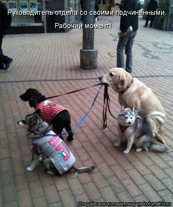 Руководитель отдела со своими подчинёнными. Рабочий момент!... Котоматрица: Руководитель отдела со своими подчинёнными. Рабочий момент!