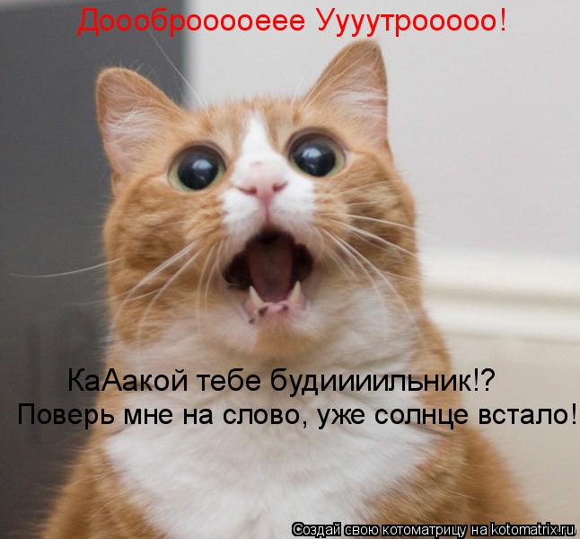 Доооброоооеее Уууутрооооо! КаАакой тебе будиииильник!? Поверь мне на слово, уже солнце встало!... Котоматрица: Доооброоооеее Уууутрооооо! КаАакой тебе будиииильник!? Поверь мне на слово, уже солнце встало!