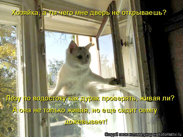 Хозяйка, а ты чего мне дверь не открываешь? Лезу по водостоку как дурак проверять, живая ли? А она не... Котоматрица: Хозяйка, а ты чего мне дверь не открываешь? Лезу по водостоку как дурак проверять, живая ли? А она не только живая, но еще сидит семгу дожевыв
