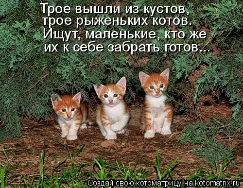 Трое вышли из кустов, трое рыженьких котов. Ищут, маленькие, кто же их к себе забрать готов...... Котоматрица: Трое вышли из кустов, трое рыженьких котов. Ищут, маленькие, кто же их к себе забрать готов...