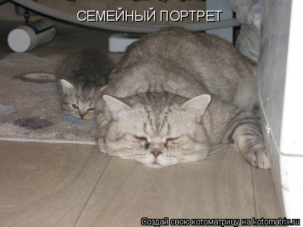 СЕМЕЙНЫЙ ПОРТРЕТ... Котоматрица: СЕМЕЙНЫЙ ПОРТРЕТ