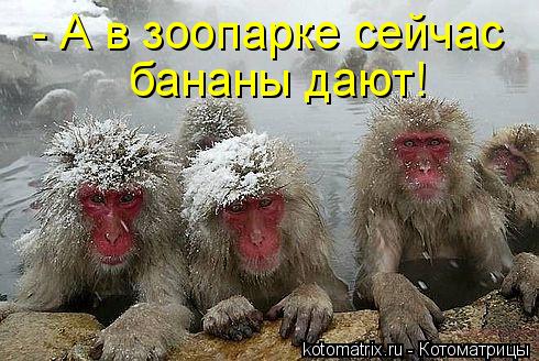 бананы дают! - А в зоопарке сейчас... Котоматрица: бананы дают! - А в зоопарке сейчас
