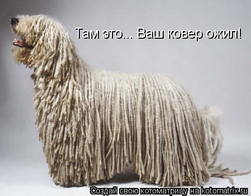 Там это... Ваш ковер ожил!... Котоматрица: Там это... Ваш ковер ожил!