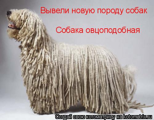Котоматрица: Вывели новую породу собак Собака овцоподобная