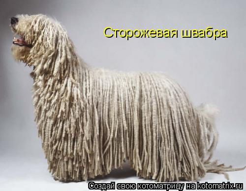 Сторожевая швабра... Котоматрица: Сторожевая швабра