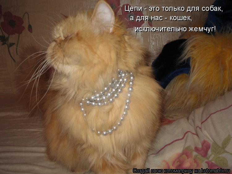 Цепи - это только для собак, а для нас - кошек, исключительно жемчуг!... Котоматрица: Цепи - это только для собак, а для нас - кошек, исключительно жемчуг!