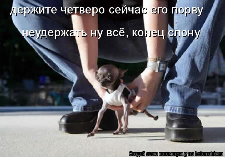 держите четверо сейчас его порву неудержать ну всё, конец слону... Котоматрица: держите четверо сейчас его порву неудержать ну всё, конец слону