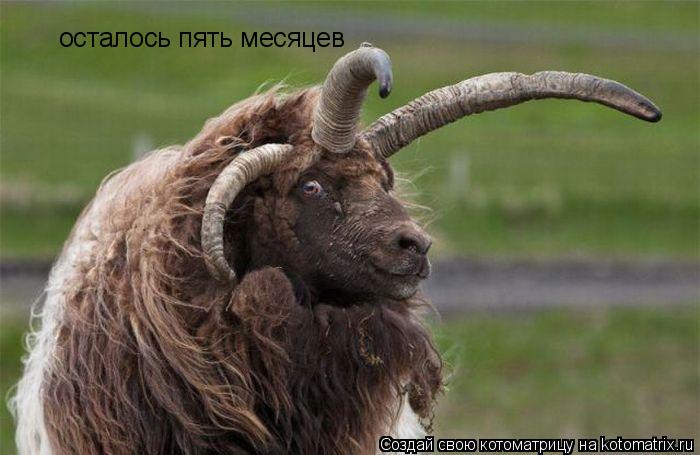 осталось пять месяцев... Котоматрица: осталось пять месяцев
