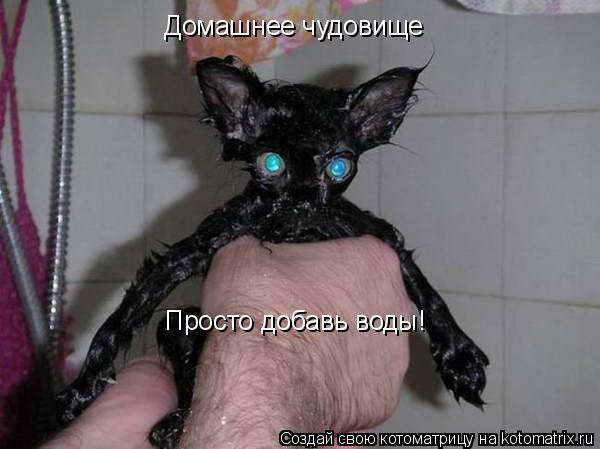 Домашнее чудовище Просто добавь воды!... Котоматрица: Домашнее чудовище Просто добавь воды!