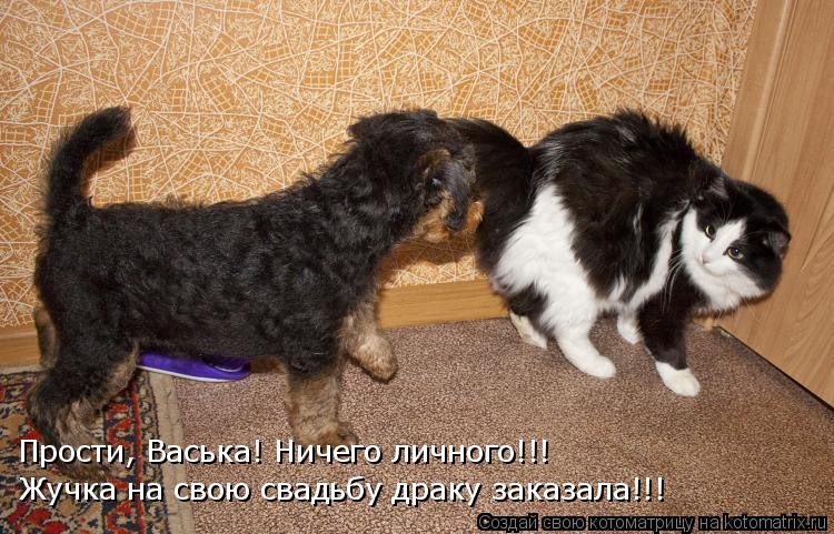 Прости, Васька! Ничего личного!!! Жучка на свою свадьбу драку заказала!!!... Котоматрица: Прости, Васька! Ничего личного!!! Жучка на свою свадьбу драку заказала!!!