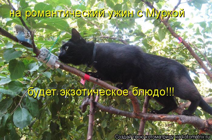 на романтический ужин с Муркой будет экзотическое блюдо!!!... Котоматрица: на романтический ужин с Муркой будет экзотическое блюдо!!!