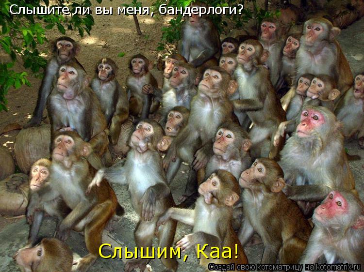 Слышите ли вы меня, бандерлоги? Слышим, Каа!... Котоматрица: Слышите ли вы меня, бандерлоги? Слышим, Каа!