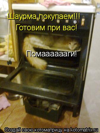 Шаурма покупаем!!! Готовим при вас! Помааааааги!... Котоматрица: Шаурма покупаем!!! Готовим при вас! Помааааааги!