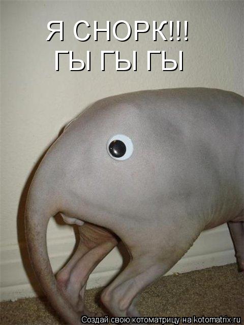 Я СНОРК!!! ГЫ ГЫ ГЫ... Котоматрица: Я СНОРК!!! ГЫ ГЫ ГЫ