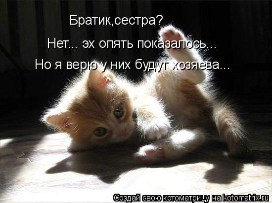 Братик,сестра? Нет... эх опять показалось... Но я верю у них будут хозяева...... Котоматрица: Братик,сестра? Нет... эх опять показалось... Но я верю у них будут хозяева...