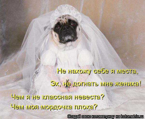 Не нахожу себе я места, Чем я не классная невеста? Чем моя мордочка плоха? Эх, не догнать мне жениха... Котоматрица: Не нахожу себе я места, Чем я не классная невеста? Чем моя мордочка плоха? Эх, не догнать мне жениха!