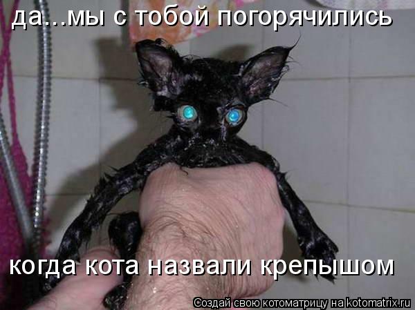 да...мы с тобой погорячились когда кота назвали крепышом... Котоматрица: да...мы с тобой погорячились когда кота назвали крепышом