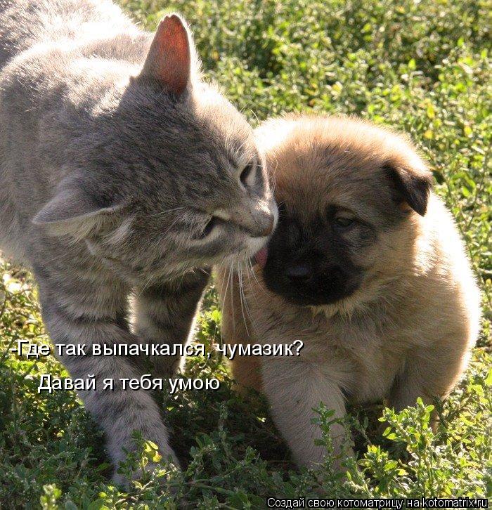 Котоматрица: -Где так выпачкался, чумазик?  Давай я тебя умою