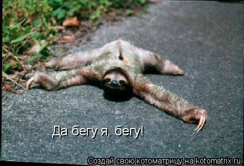 Да бегу я, бегу!... Котоматрица: Да бегу я, бегу!