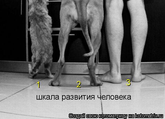 шкала развития человека 1 2 3... Котоматрица: шкала развития человека 1 2 3