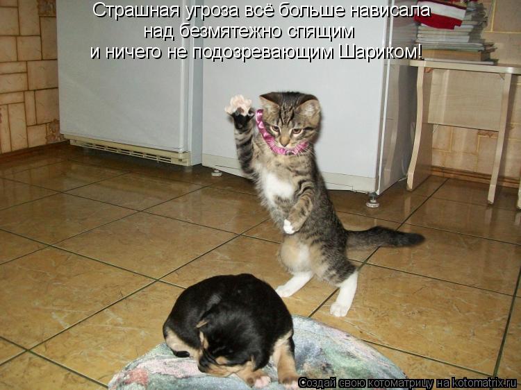 Страшная угроза всё больше нависала над безмятежно спящим и ничего не подозревающим Шариком!... Котоматрица: Страшная угроза всё больше нависала над безмятежно спящим и ничего не подозревающим Шариком!