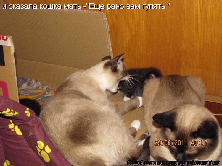 и сказала кошка мать:-"Еще рано вам гулять."... Котоматрица: и сказала кошка мать:-"Еще рано вам гулять."