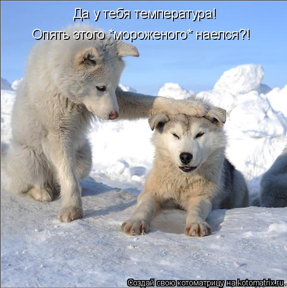 Да у тебя температура! Опять этого *мороженого* наелся?!... Котоматрица: Да у тебя температура! Опять этого *мороженого* наелся?!
