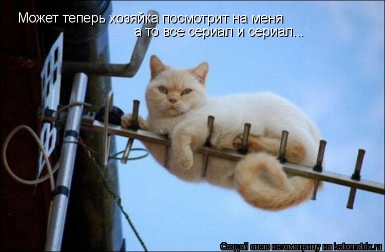 Котоматрица: Может теперь хозяйка посмотрит на меня а то все сериал и сериал...