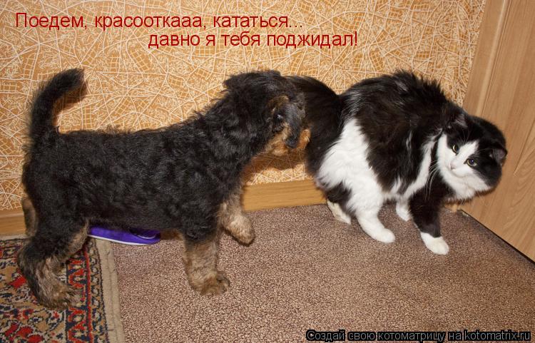 Котоматрица: Поедем, красооткааа, кататься... давно я тебя поджидал!