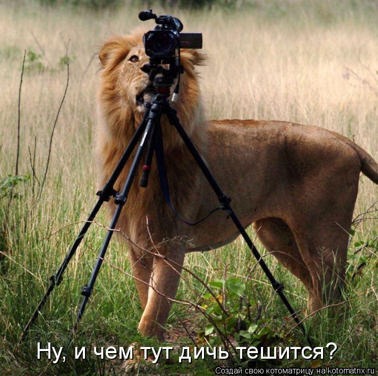 Котоматрица: Ну, и чем тут дичь тешится?
