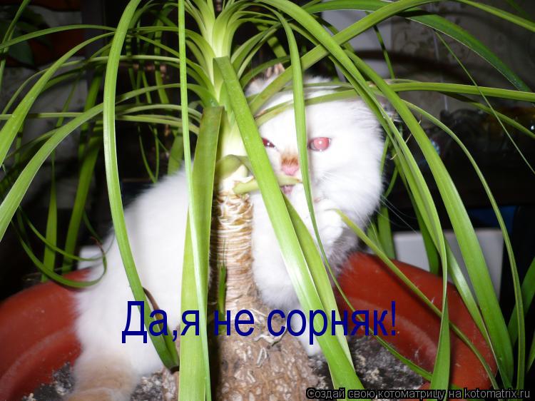 Котоматрица: Да,я не сорняк!