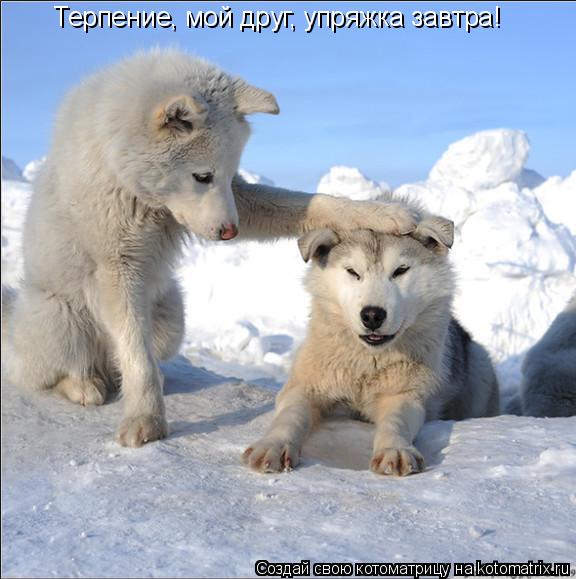 Котоматрица: Терпение, мой друг, упряжка завтра!