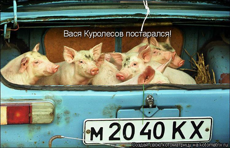 Котоматрица: Вася Куролесов постарался!