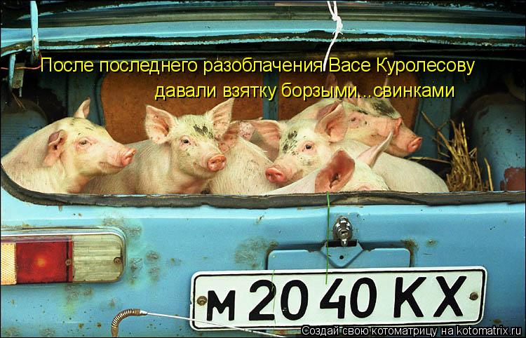 Котоматрица: давали взятку борзыми...свинками После последнего разоблачения Васе Куролесову