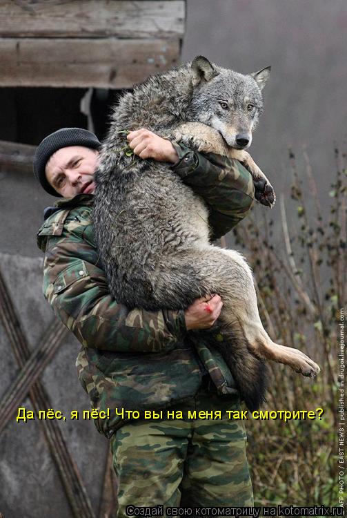Да пёс, я пёс! Что вы на меня так смотрите?... Котоматрица: Да пёс, я пёс! Что вы на меня так смотрите?