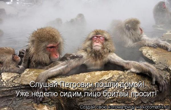 Котоматрица: Слушай Петрович пошли домой! Уже неделю сидим,лицо бритвы просит!