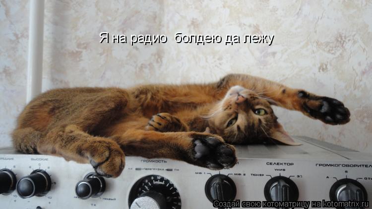 Котоматрица: Я на радио  болдею да лежу