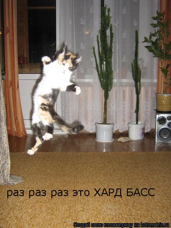 Котоматрица: раз раз раз это ХАРД БАСС