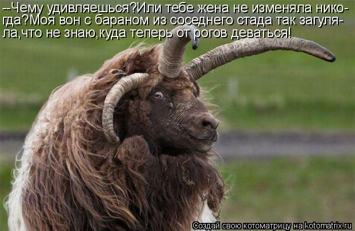 Котоматрица: --Чему удивляешься?Или тебе жена не изменяла нико- гда?Моя вон с бараном из соседнего стада так загуля- ла,что не знаю,куда теперь от рогов де