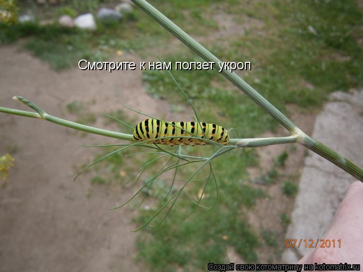 Котоматрица: Смотрите к нам ползет укроп