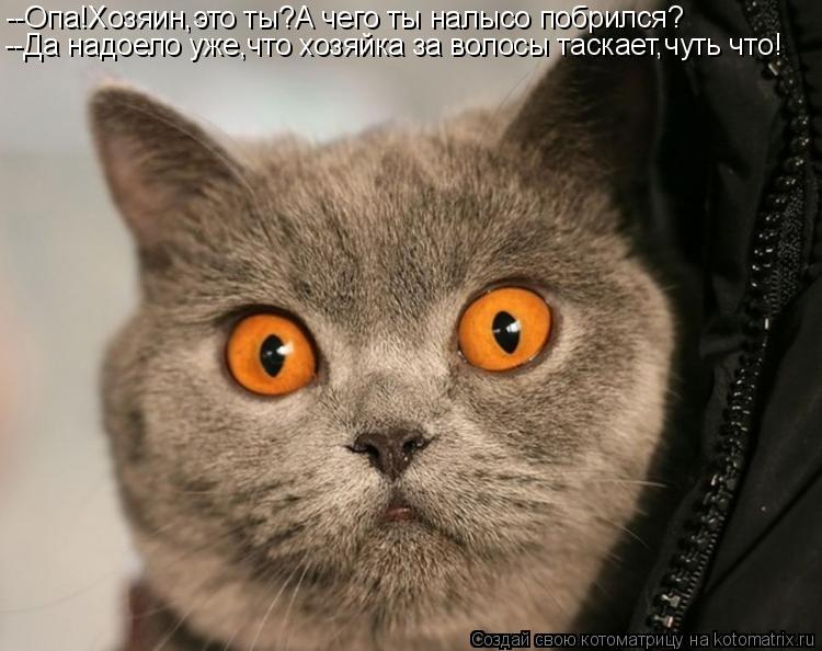 Котоматрица: --Опа!Хозяин,это ты?А чего ты налысо побрился? --Да надоело уже,что хозяйка за волосы таскает,чуть что!