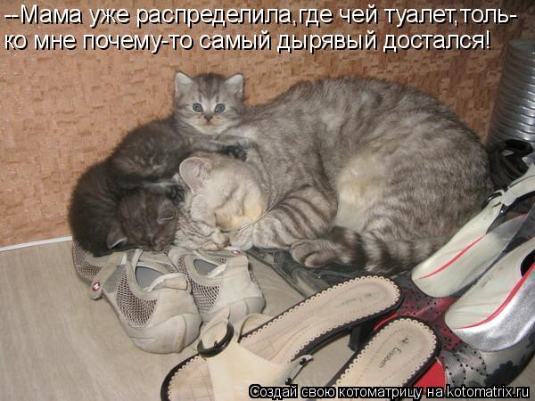 --Мама уже распределила,где чей туалет,толь- ко мне почему-то самый дырявый достался!... Котоматрица: --Мама уже распределила,где чей туалет,толь- ко мне почему-то самый дырявый достался!