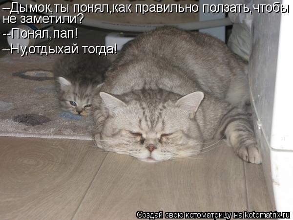 --Дымок,ты понял,как правильно ползать,чтобы не заметили? --Понял,пап! --Ну,отдыхай тогда!... Котоматрица: --Дымок,ты понял,как правильно ползать,чтобы не заметили? --Понял,пап! --Ну,отдыхай тогда!