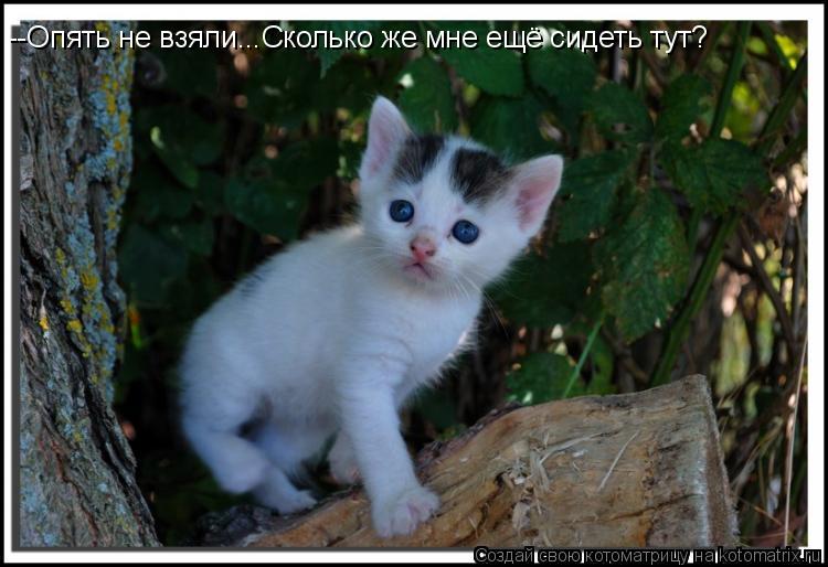 --Опять не взяли...Сколько же мне ещё сидеть тут?... Котоматрица: --Опять не взяли...Сколько же мне ещё сидеть тут?