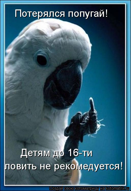 Потерялся попугай! Детям до 16-ти ловить не рекомедуется!... Котоматрица: Потерялся попугай! Детям до 16-ти ловить не рекомедуется!