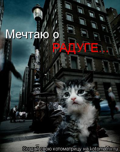 Мечтаю о РАДУГЕ...... Котоматрица: Мечтаю о РАДУГЕ...