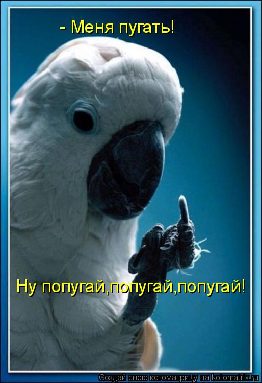 - Меня пугать! Ну попугай,попугай,попугай!... Котоматрица: - Меня пугать! Ну попугай,попугай,попугай!