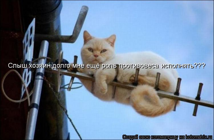 Слыш,хозяин,долго мне ещё роль противовеса исполнять???... Котоматрица: Слыш,хозяин,долго мне ещё роль противовеса исполнять???