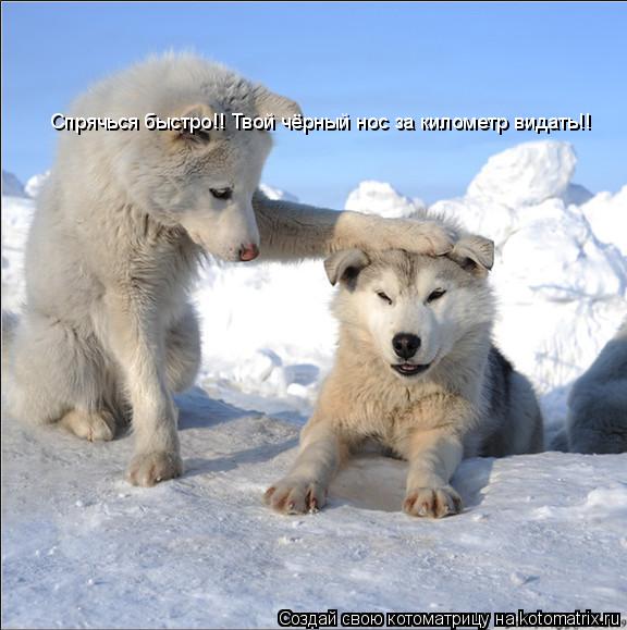 Спрячься быстро!! Твой чёрный нос за километр видать!!... Котоматрица: Спрячься быстро!! Твой чёрный нос за километр видать!!